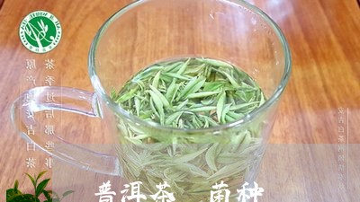 普洱茶 菌种/2023042877776